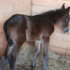 luckyhorse04
